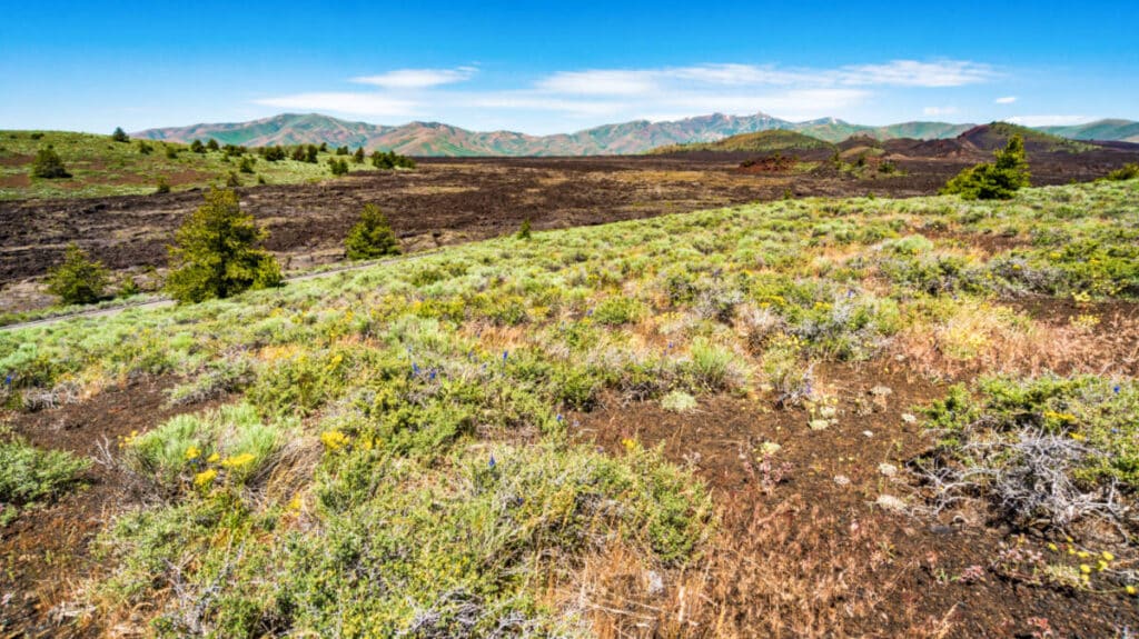 Panoramic view of the greenspace with wildflowers