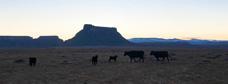 View of the wildlife in a wide landscape with the mountain views in the background before the dusk