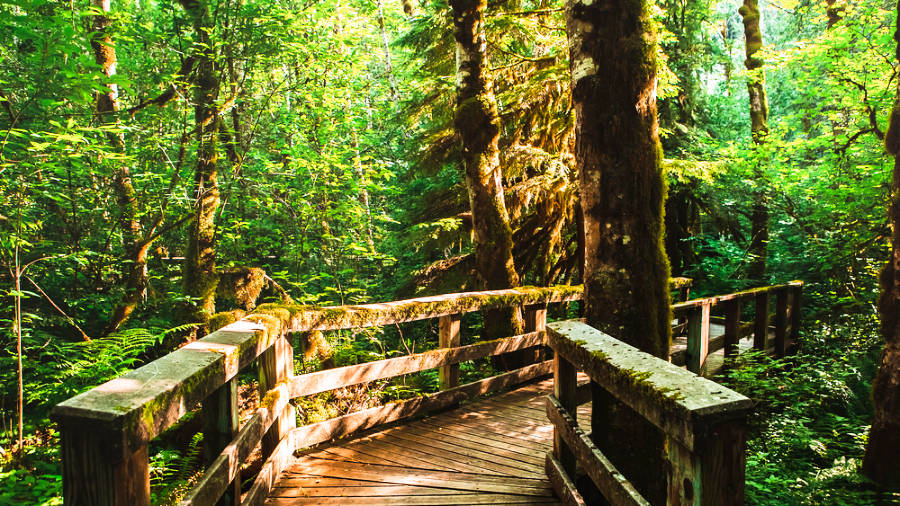 View of the wooden foot bridge in the middle of the forest in Wildwood Recreation Area