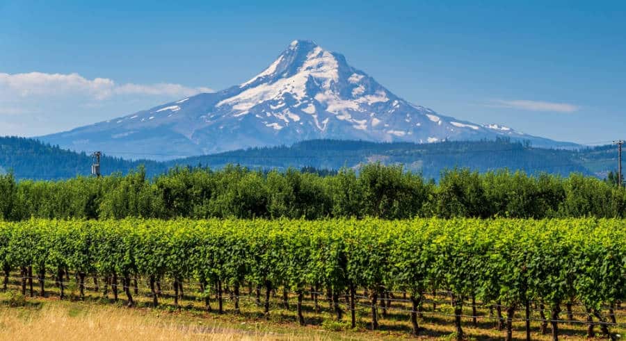 View of a vineyard at the Willamette Valley
