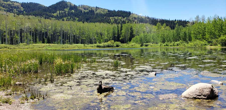 View of a duck at the Willow Heights Lake