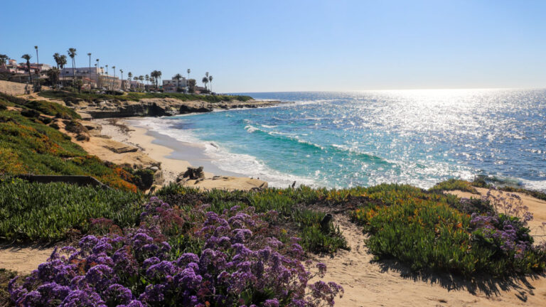 View of Windansea Beach featuring plants and purple flowers on the coastline