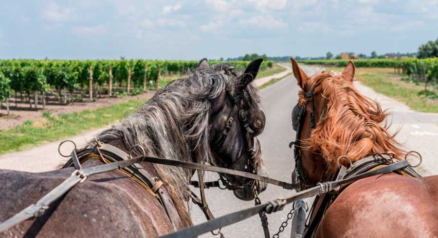 View while on a horseback ride in Temecula