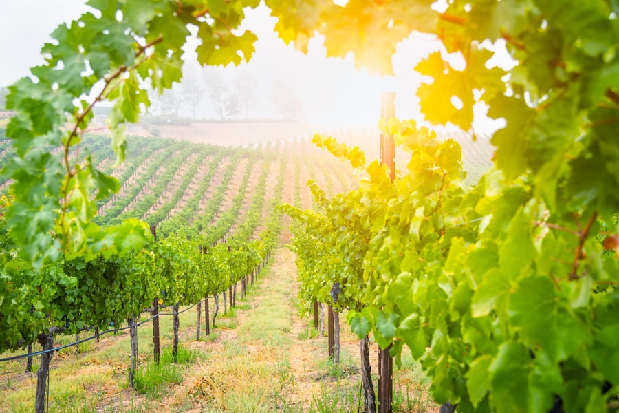 View of beautiful wine grape vineyard in Temecula