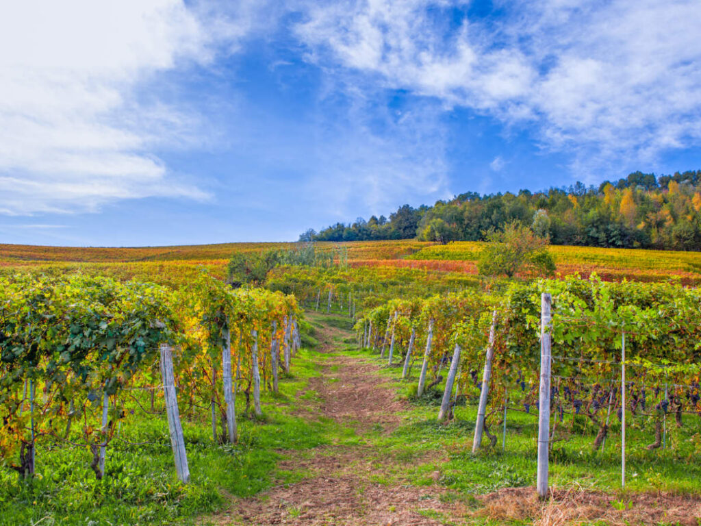 Vineyard in Northern Italy, featuring a path going through the rows of wine vines