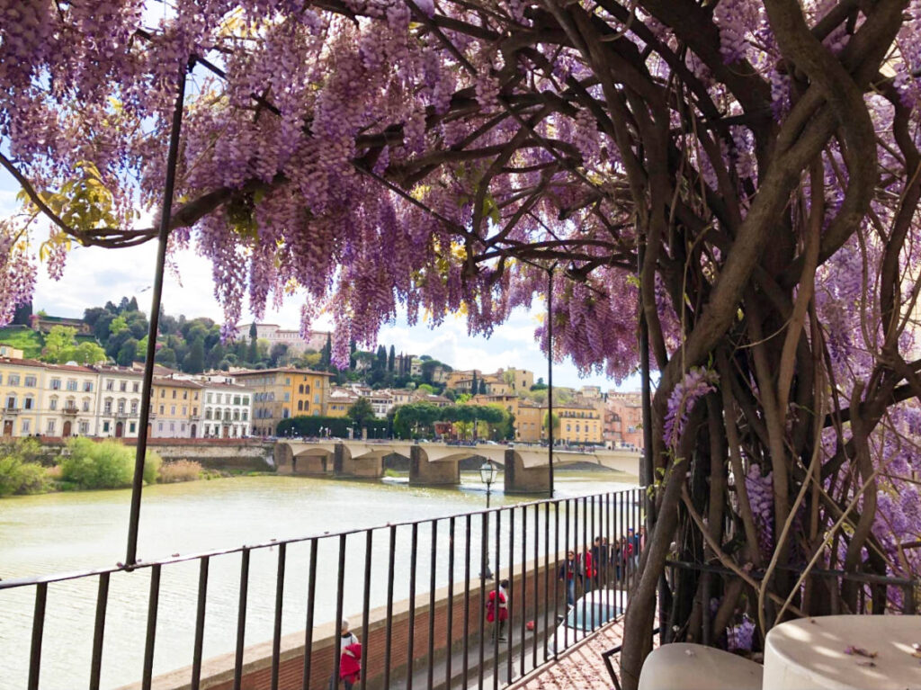 A vibrant Wisteria tree blooming in Florence