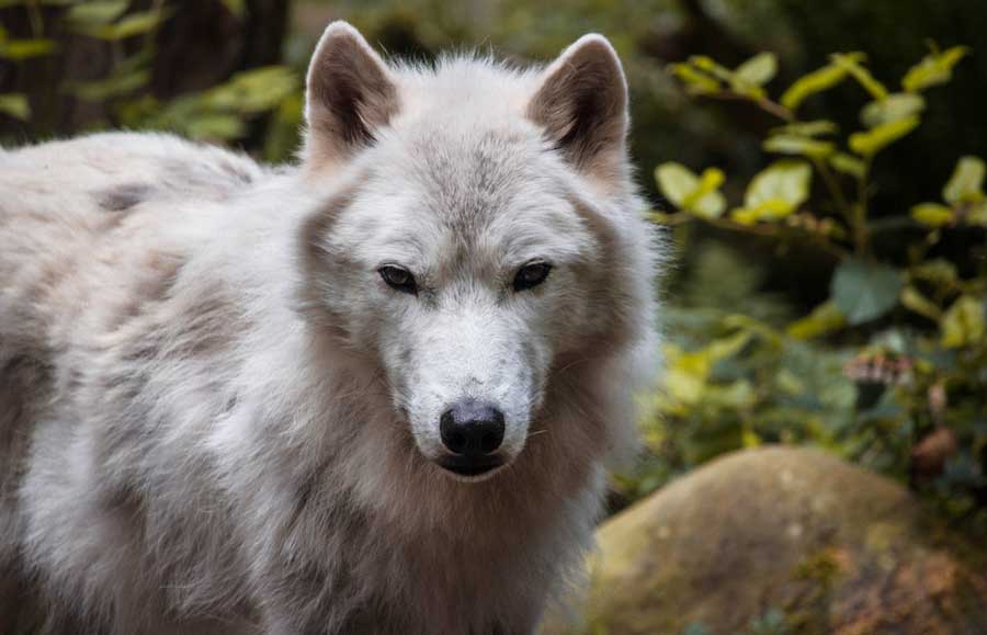 Close up view of a gray wolf in Wolf Haven International