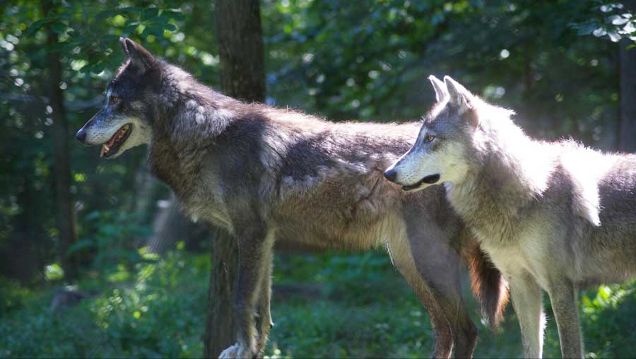 View of two wolves at the Wolf Sanctuary of PA