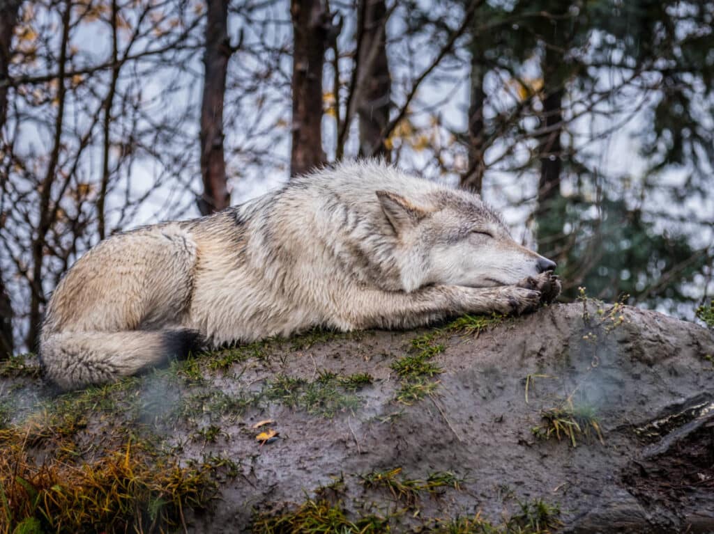 A wolf sleeping on top of a boulder in Alaska Wildlife Conservation Center