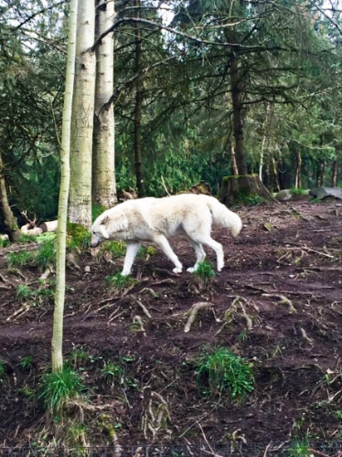 A wolf wandering in the forest at Woodland Park Zoo