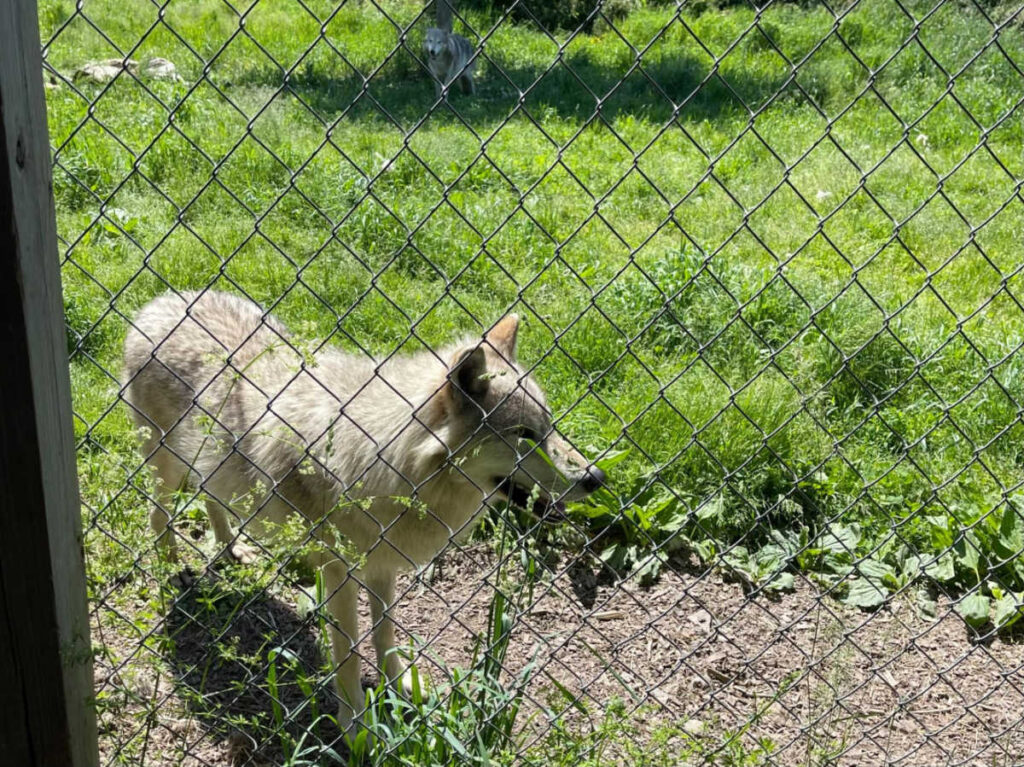 Closeup look of a wolf behind the fence in the Wolf Hollow Sanctuary