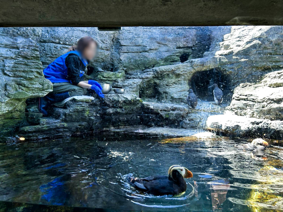 A caretaker feeding the puffins in Seattle Aquarium