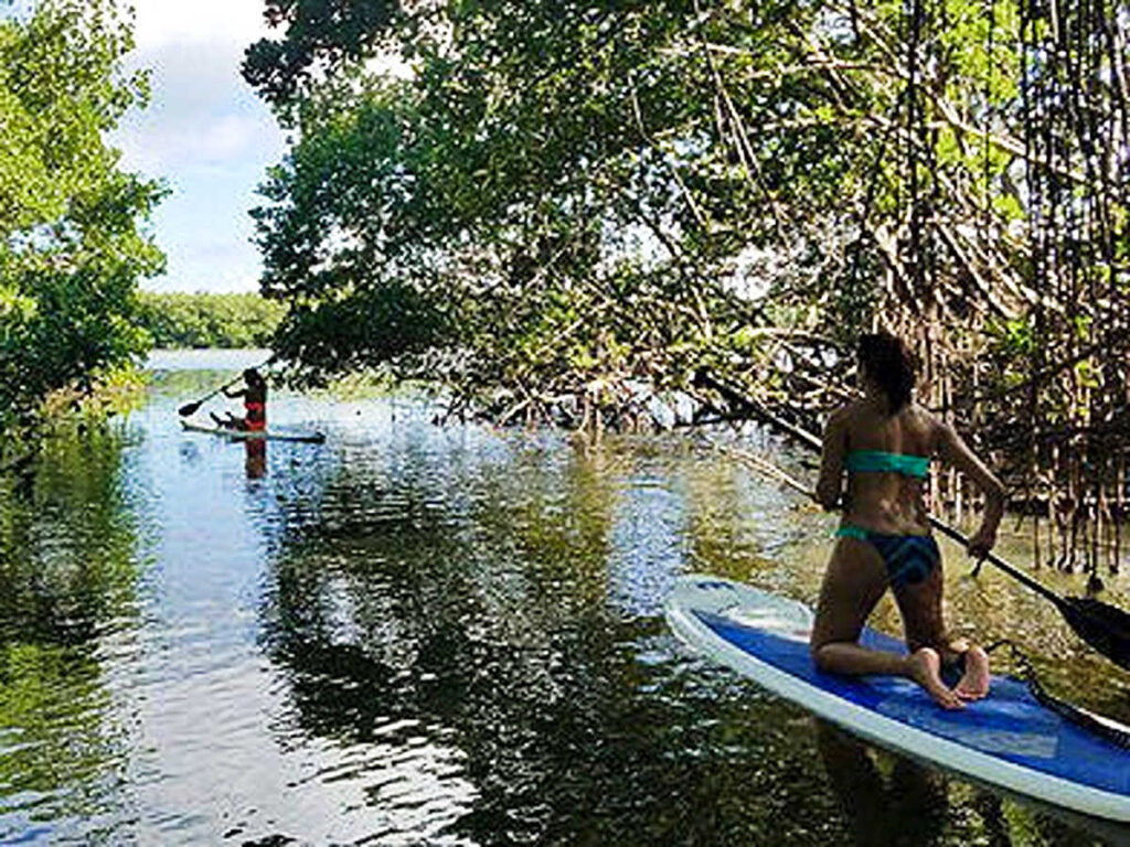 Two women paddleboarding under the shade of the trees