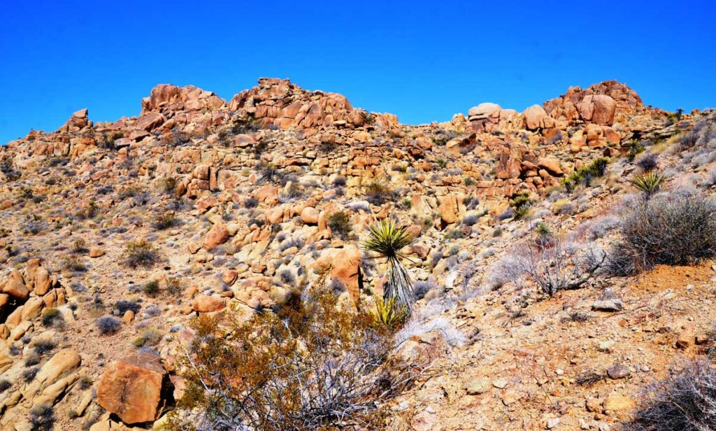 View of the Joshua Tree National Park