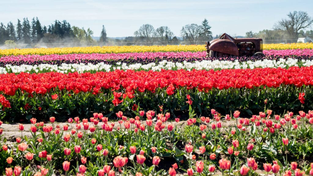 Panoramic view of the colorful tulip field during the Wooden Shoe Tulip Festival