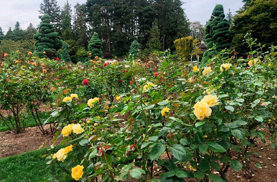 Colorful roses in Woodland Park Rose Garden