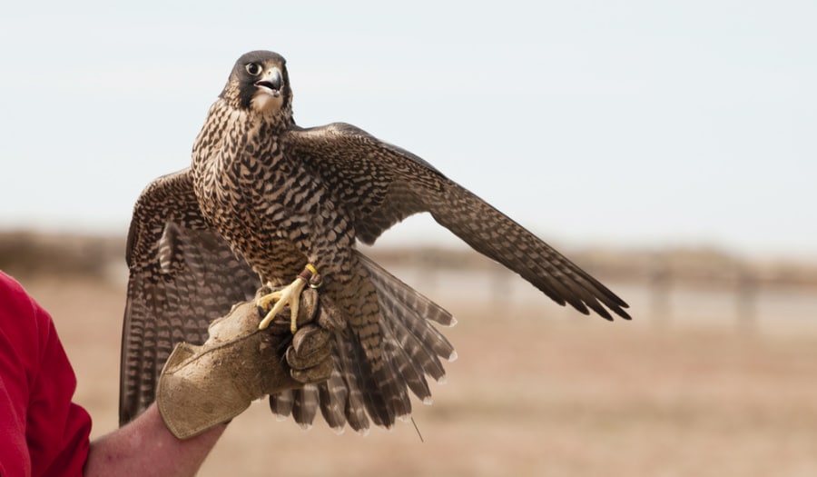 A brown Peregrine Falcon landing on a caretaker's protected hand in the World Center for Birds of Prey