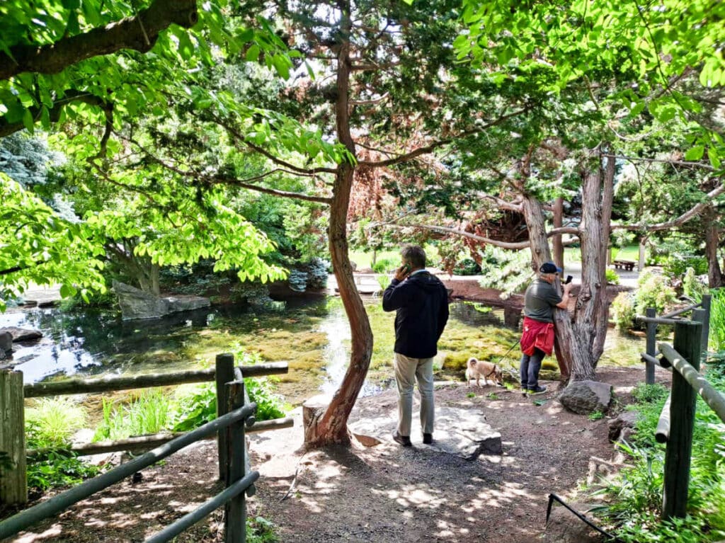 View of the people enjoying the view in the Japanese Garden at the Arboretum