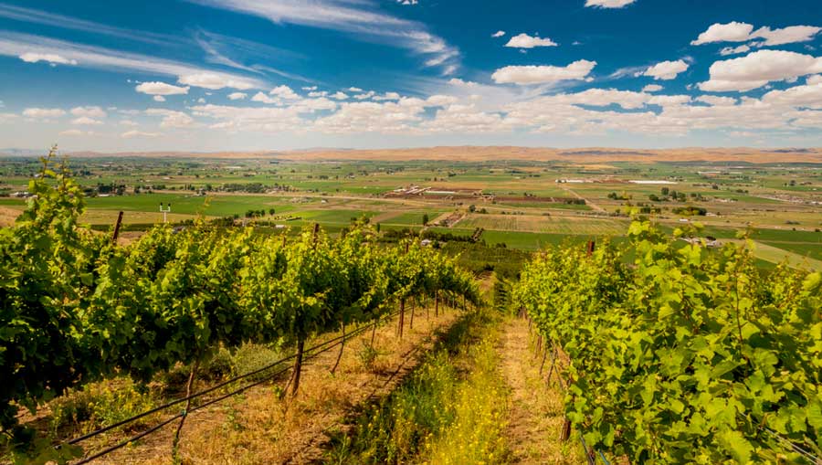 Clear blue sky over a vineyard in Yakima Valley