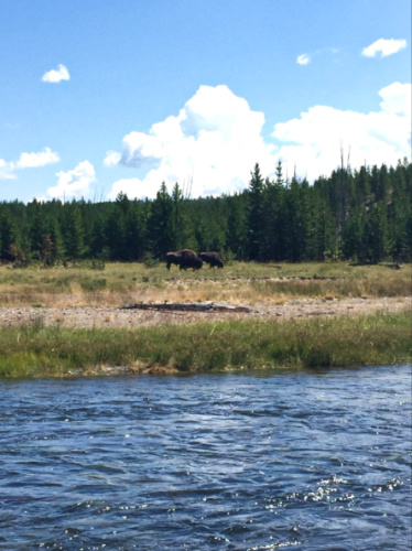View of the buffalos from across the water in Yellowstone National Park