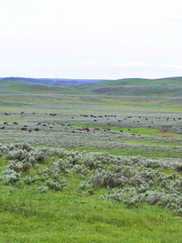 Clear sky over the Yellowstone’s Hayden Valley
