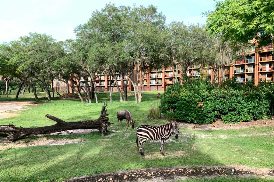 View of zebras wandering in Disney’s Animal Kingdom Lodge