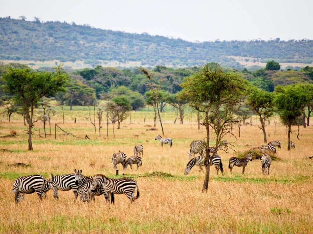 A herd of zebras at Serengeti National Park