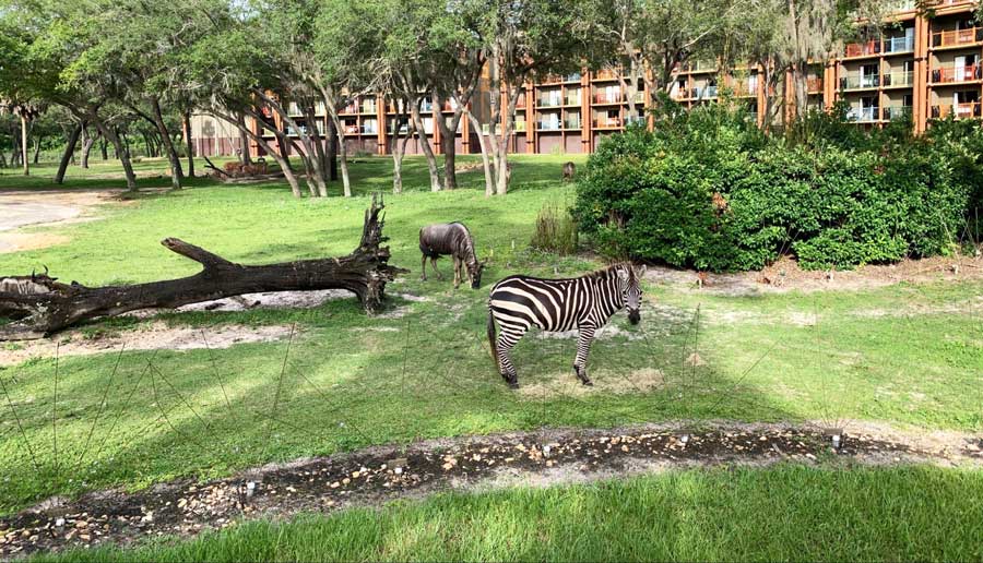 View of zebras in the Animal Kingdom Lodge