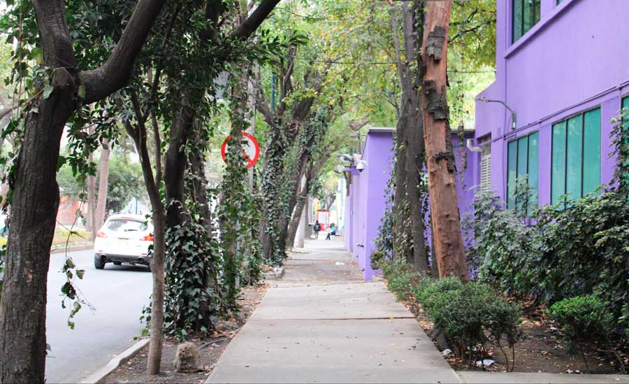 View of a sidewalk in Zona Rosa with trees and vines along it