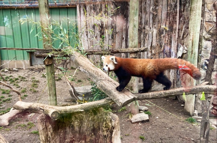 A red panda walking on wood at Zoo Boise