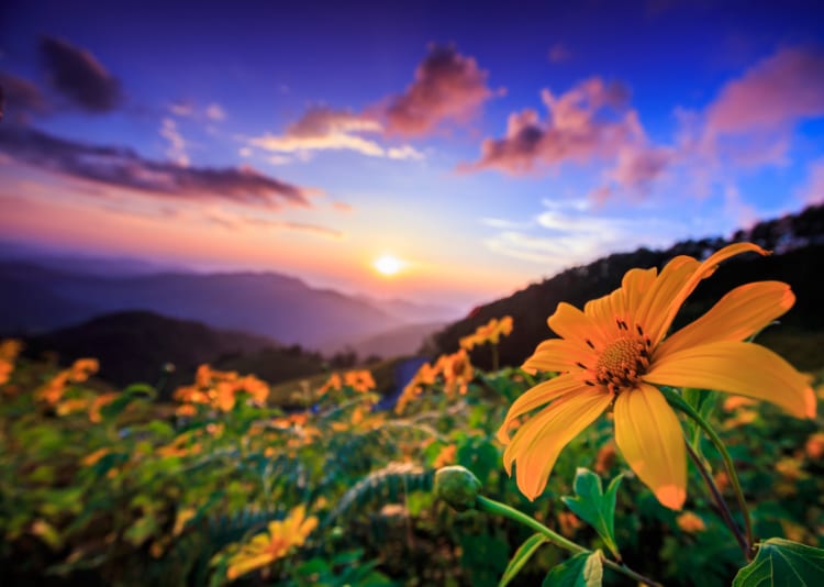 Scenic view of the sunset over the field of blooming flowers