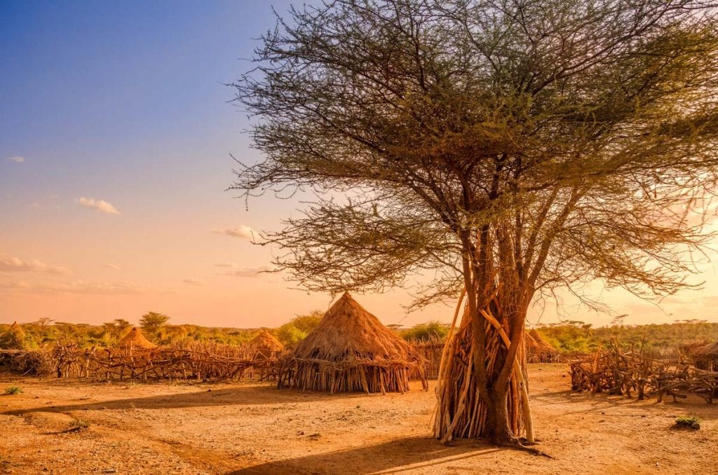 A huge tree and the traditional ethiopian houses at sunset