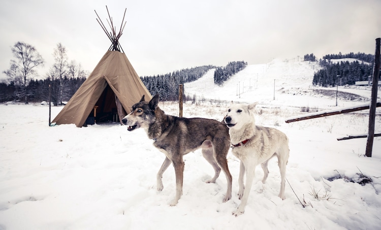 Snow dogs in front of teepee