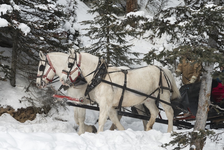 View of Horse drawn sleigh at Lake Louise