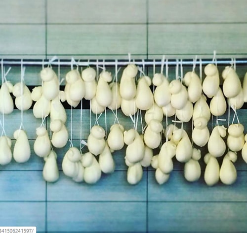 Mozzarella Hanging mozzarella hanging up and ready to buy in Italy