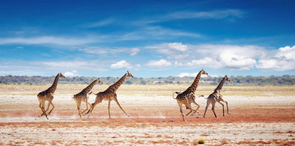 View of the giraffes running around