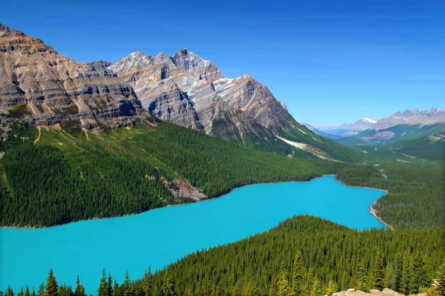 An aerial view of turquoise Peyto Lake, Banff National Park in the summertime, surrounded by a summer scene of evergreen trees and mountains