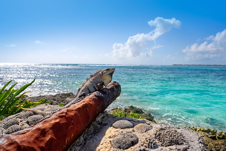 An igauna sits perched on the beach in the Mayan Riviera