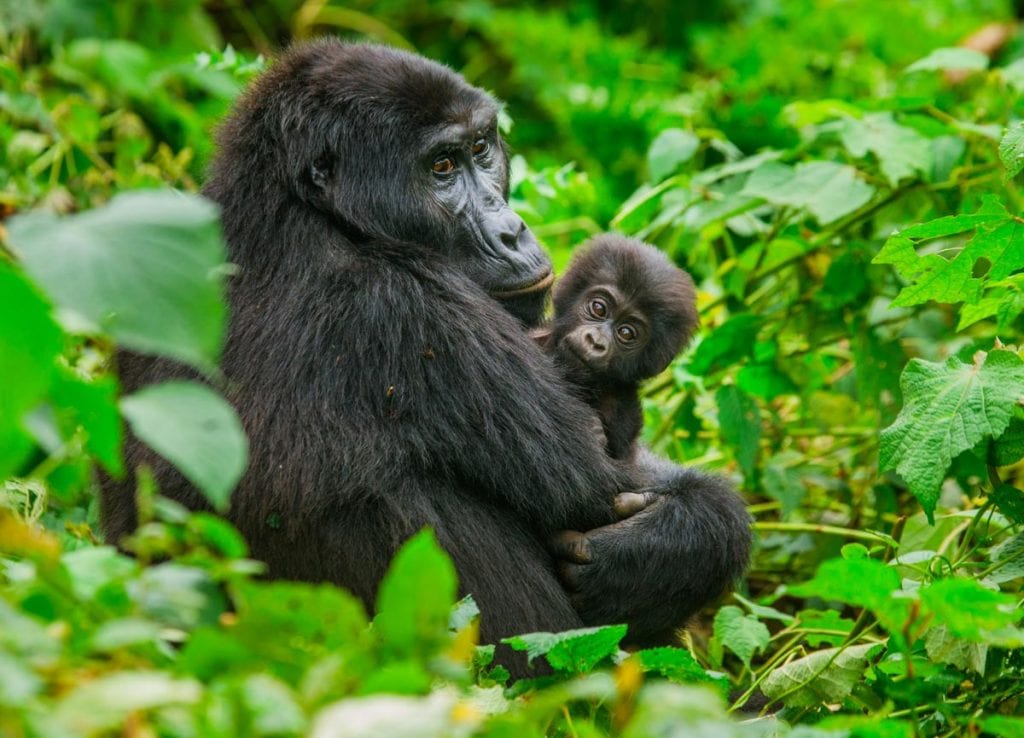 Closeup look of a mother gorilla holding a baby gorilla
