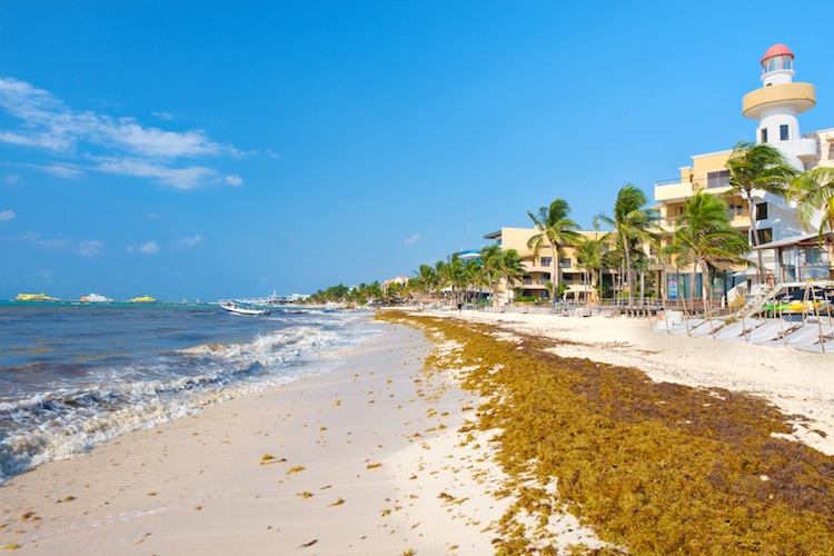 Sargassum seaweed on the beach in Playa del Carmen