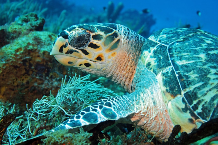 Hawksbill Turtle (Eretmochelys Imbricata) Close-up
