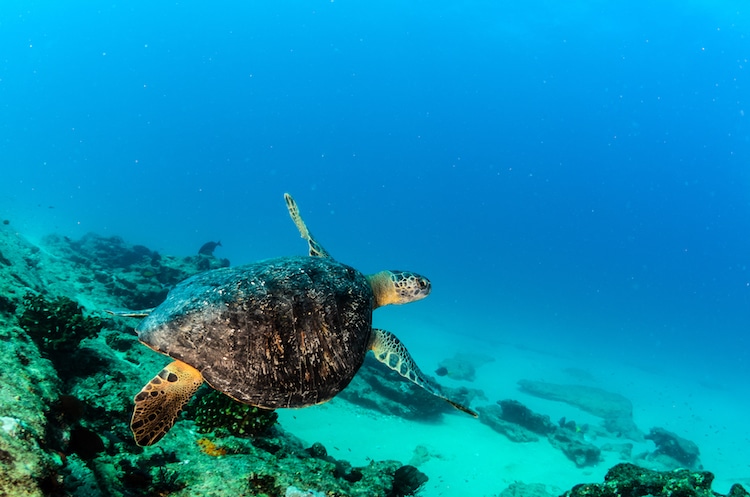 A turtle swims in Akumal
